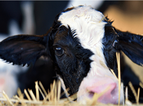 Laying Baby Cow